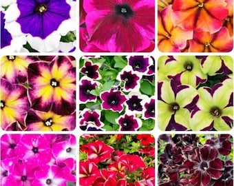 Mixed Petunia Seeds – Colorful Hybrid Flower Mix for Summer Blooms 20 seeds