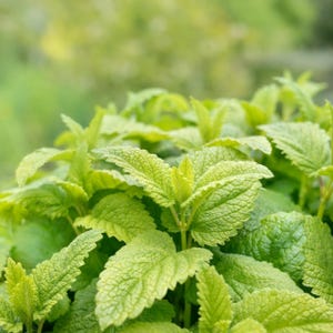 Lemon Mint Seeds | Heirloom Perennial Herb | Fresh Citrus Flavor |