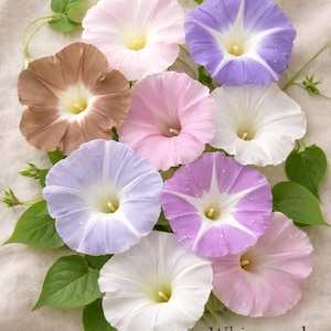 May include: A collection of morning glory flowers in shades of pink, purple, white, and brown, with green leaves and vines. The flowers have a trumpet shape and a starburst pattern in the center. The text "Whispered Dawn" is visible.