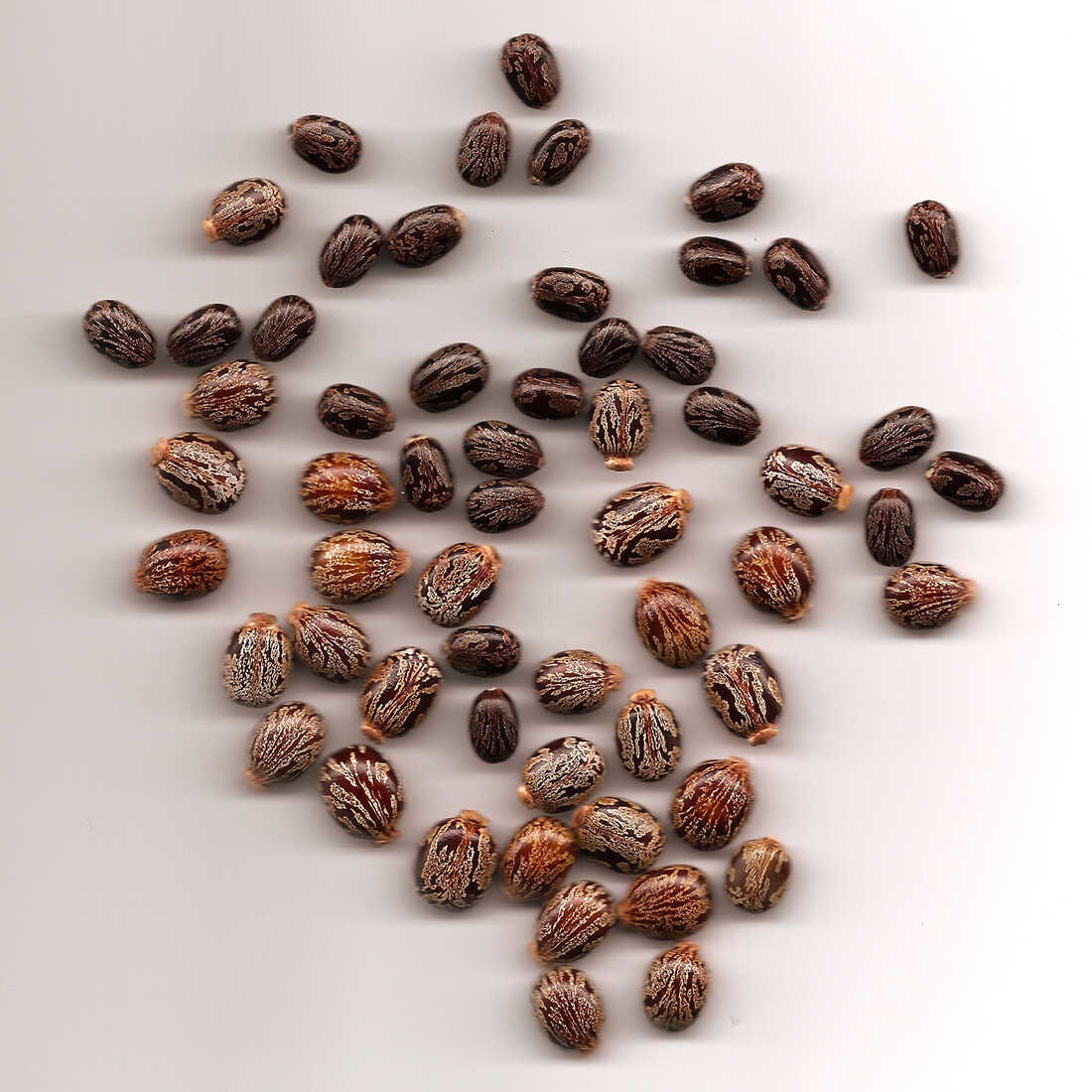 Castor Bean Seeds Etsy