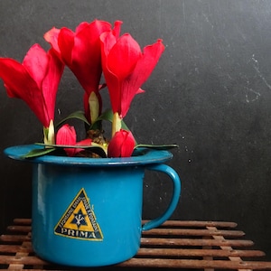Peut inclure: Une tasse en émail bleu avec un logo triangulaire jaune qui dit "Lorraine Email, Emaile Email, Prima" et un arrangement de fleurs rouges à l'intérieur.