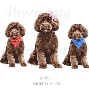 Perro goldendoodle de chocolate con acuarela y lazo coqueto y bandana. Perro garabato PNG. Clipart. Garabatos coquetos.
