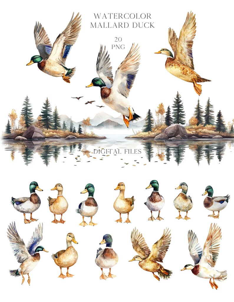 Watercolor Mallard Duck Clipart, Autumn Landscape (PNG) - Etsy