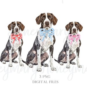 Perro pointer alemán de pelo corto en acuarela con lazo de coqueta Perro garabato PNG Clipart Garabatos de coqueta
