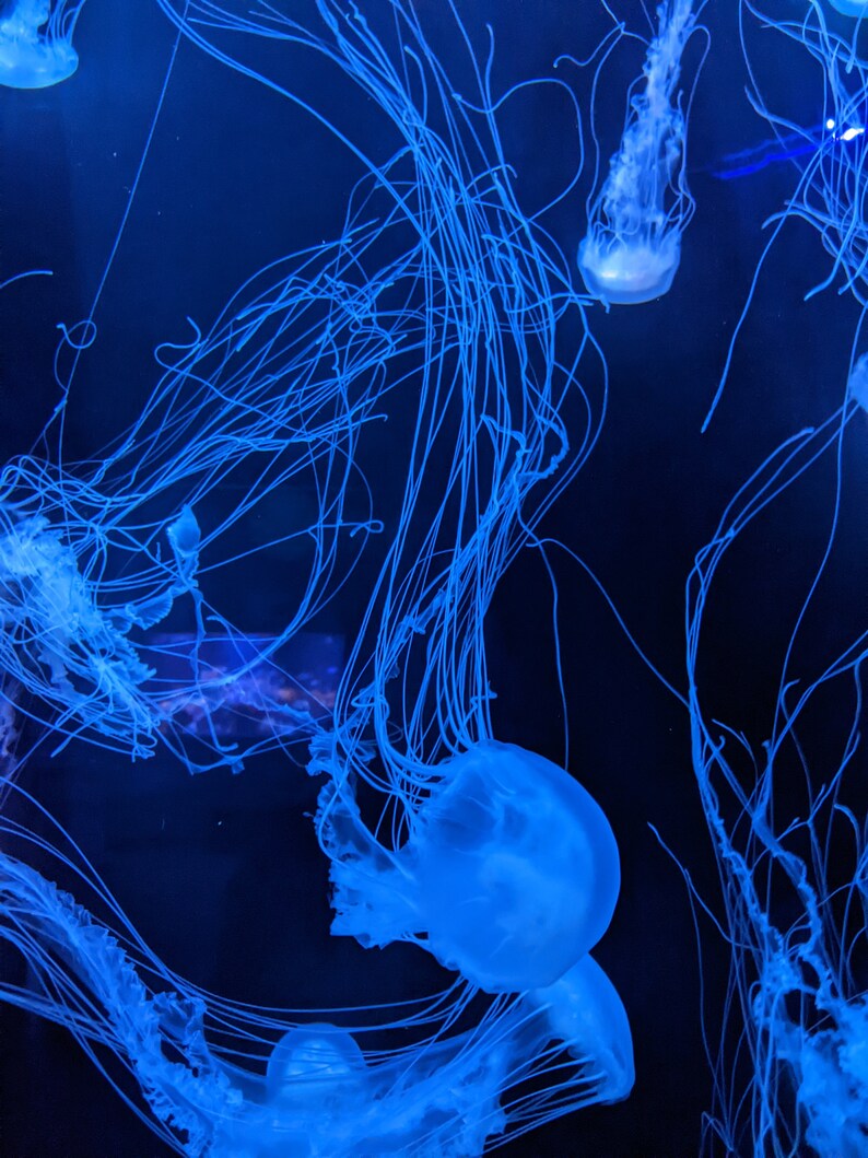 May include: Several translucent blue jellyfish with trailing tentacles are set against a dark blue backdrop. The jellyfish are lit, producing a luminous effect. The image captures the elegant motion of these marine animals.