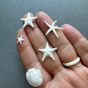 May include: A collection of five white seashells, including four starfish and one sand dollar, held in a person's hand.