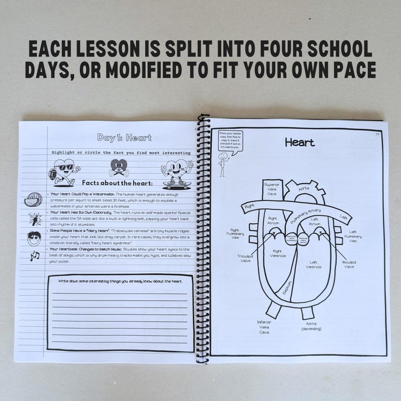 Classical Conversations-approved anatomy resource with high-quality illustrations, puzzles, and exploratory experiments. Spiral-bound for durability and ease of use.

Comprehensive 167-page anatomy workbook for homeschoolers, covering 10 lessons with puzzles, research assignments, and discussion prompts for deep learning.