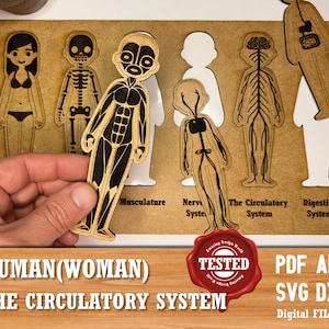 Modello puzzle bambini Il sistema circolatorio Taglio laser Donna vettoriale Easy Cut, ritagliare Dxf Svg File Cnc Router Plan Glowforge Circut Laser File