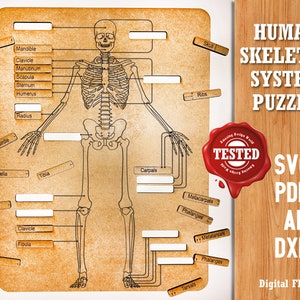 Anatomie Skelett Puzzle - Puzzle - Montessori Puzzle - Anatomiepuzzle. Lernspielzeug lernen und lehren SVG Pdf Ai Laser Cut