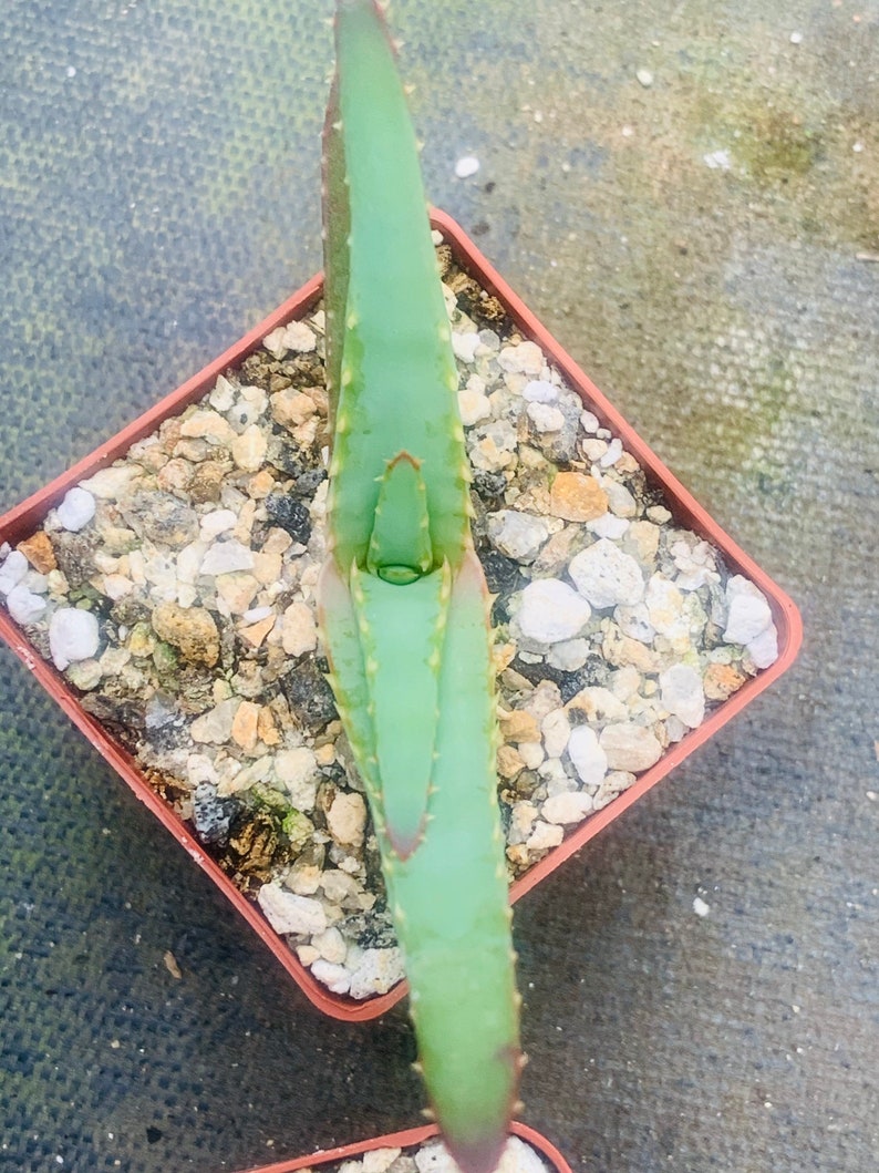 Aloe suprafoliata Mustache Aloe image 2