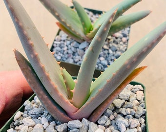 Aloe claviflora 4”  pot size / rare