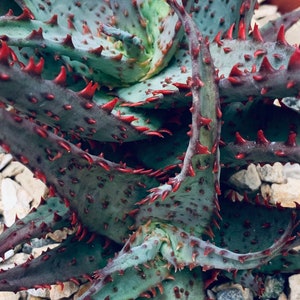 Aloe castilloniae KG ‘Blue’  hybrid / big cluster
