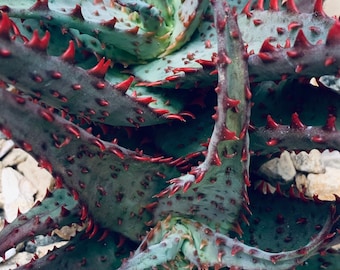 Aloe castilloniae KG ‘Blue’  hybrid / big cluster