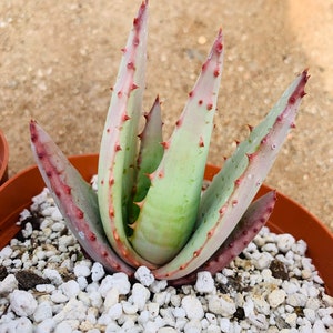 Aloe peglerae image 5