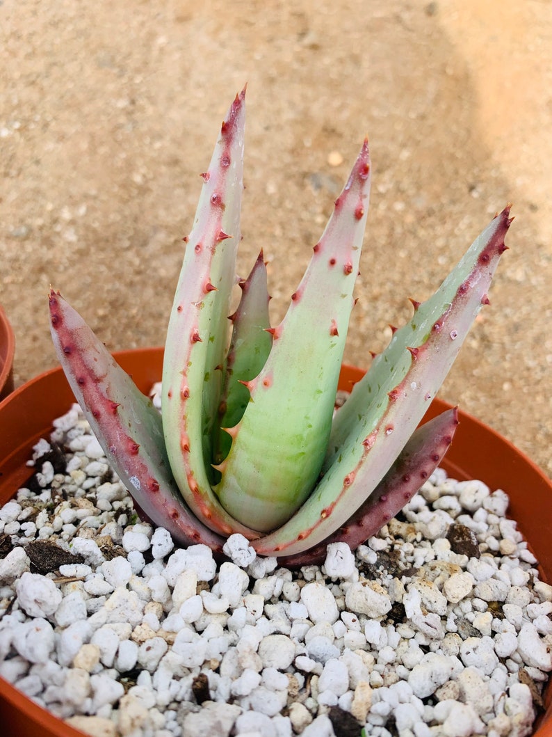 Aloe peglerae image 5