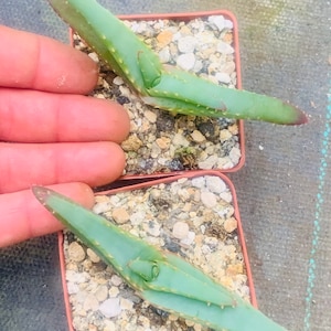 Aloe suprafoliata Mustache Aloe image 1