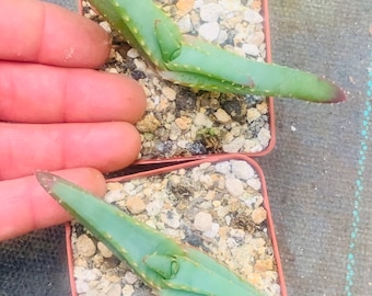 Aloe suprafoliata (Mustache Aloe)