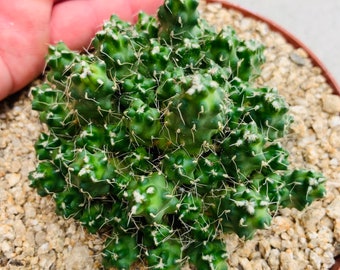 PUNA SUBTERRANEA / big cluster 6” pot