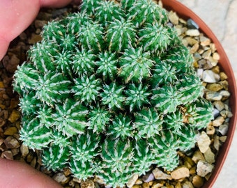 Huge Euphorbia sepulta cluster / ultra rare