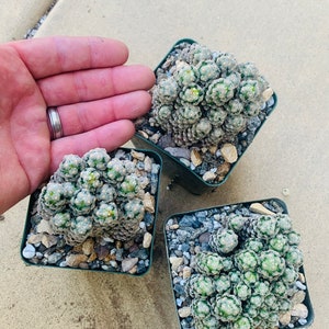 Mammillaria theresae / multi stems