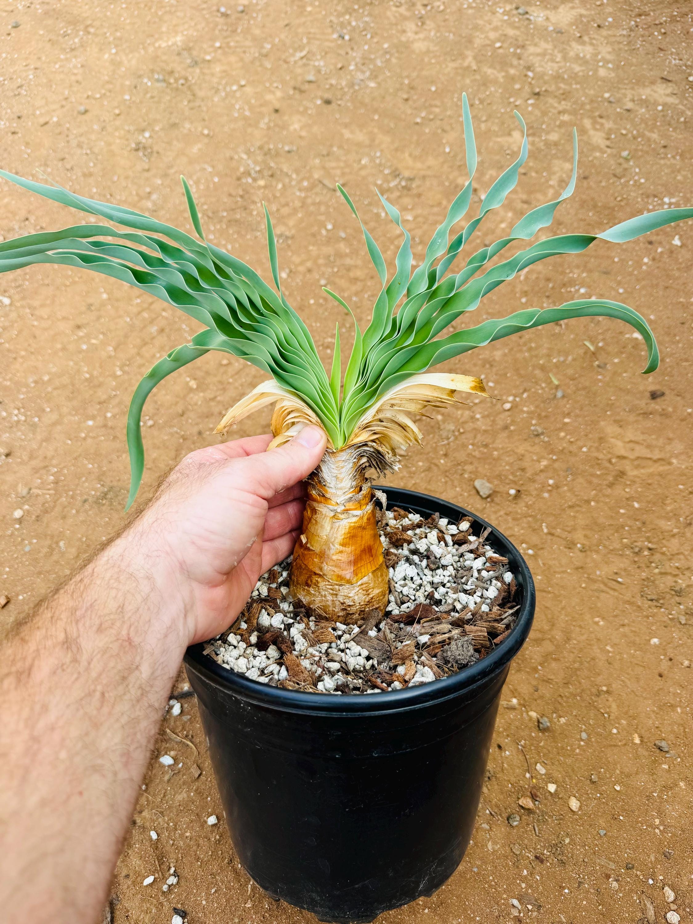 ブーファン　ハエマントイデス　ハエマンソイデス　　　検索　パキプス ブーファンハエマントイデスハエマンソイデス検索パキプス