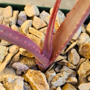 Aloe comosa / 4” pot