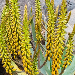 Yellow flower Aloe pseudorubroviolacia / ultra rare