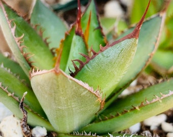 Agave horrida 4” pot/ super nice clone