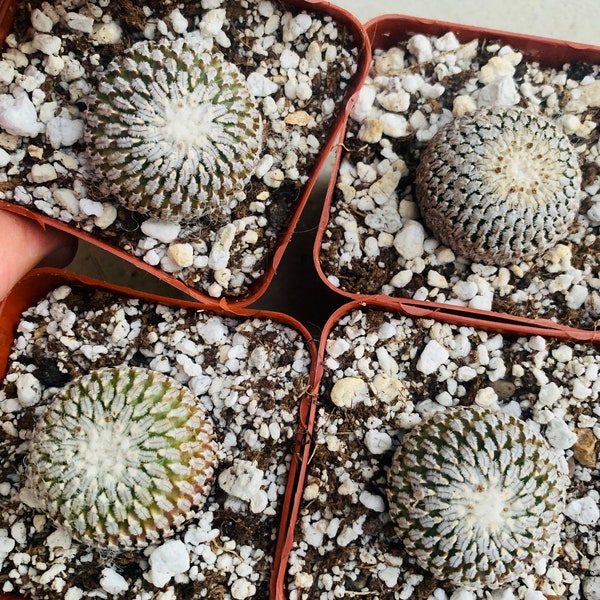 Turbinicarpus pseudopectinatus