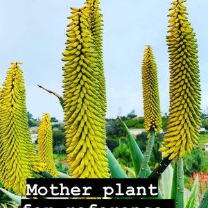 Aloe excelsa Yellow Flower / 4 pot / Uber rare image 3