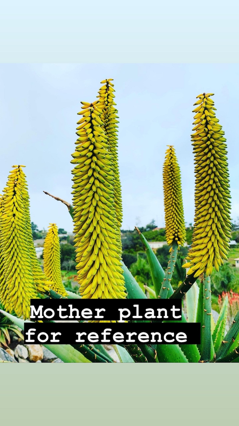 Aloe excelsa Yellow Flower / 4 pot / Uber rare image 3