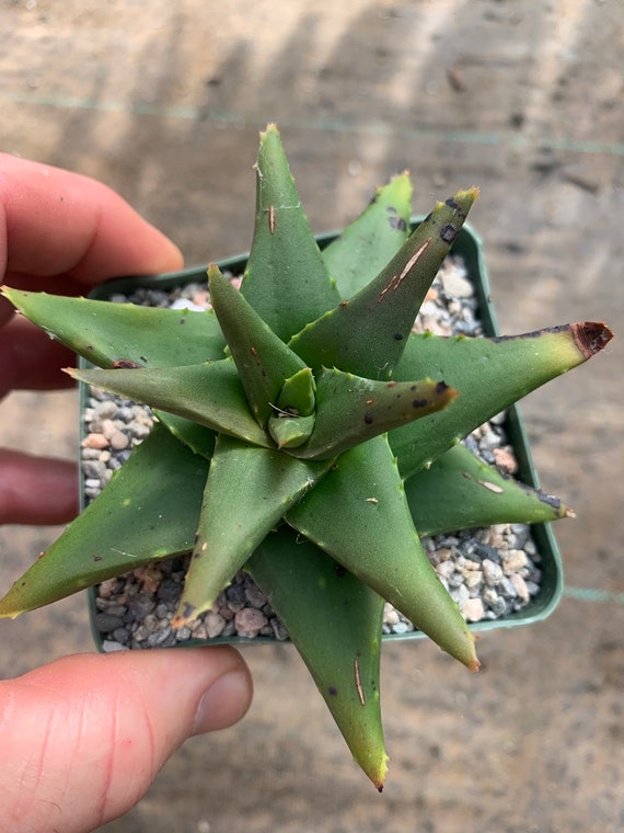 Aloe Mitriformis