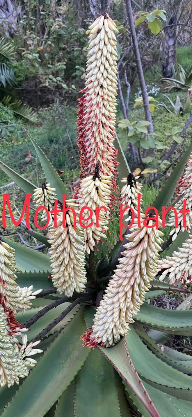 Aloes ferox (White Flower) seedling /  4” pot / super rare