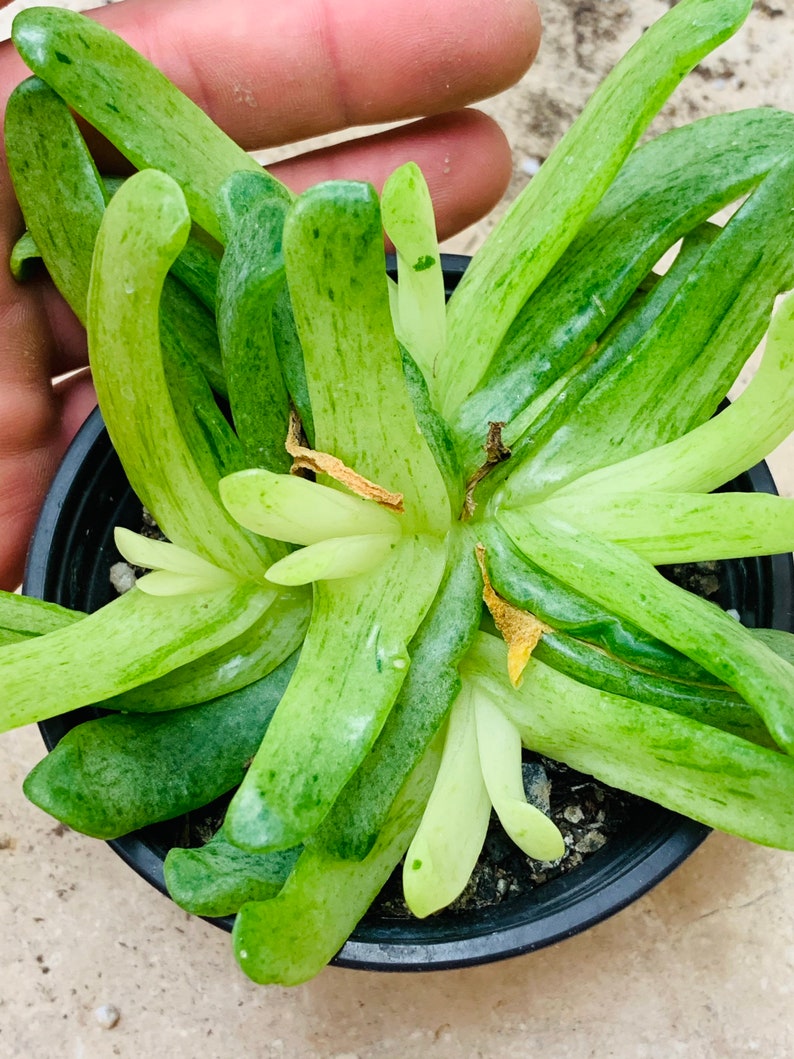 glottiphyllum longum variegated clusters image 4