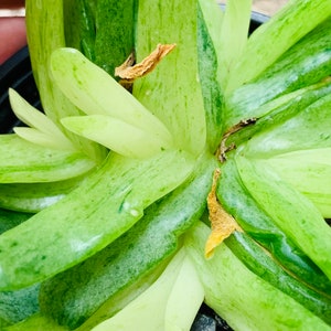 glottiphyllum longum variegated clusters image 3