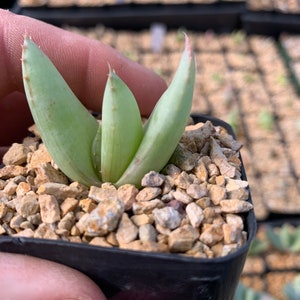 Aloe ortholopha / 2.5 pot seedling image 1