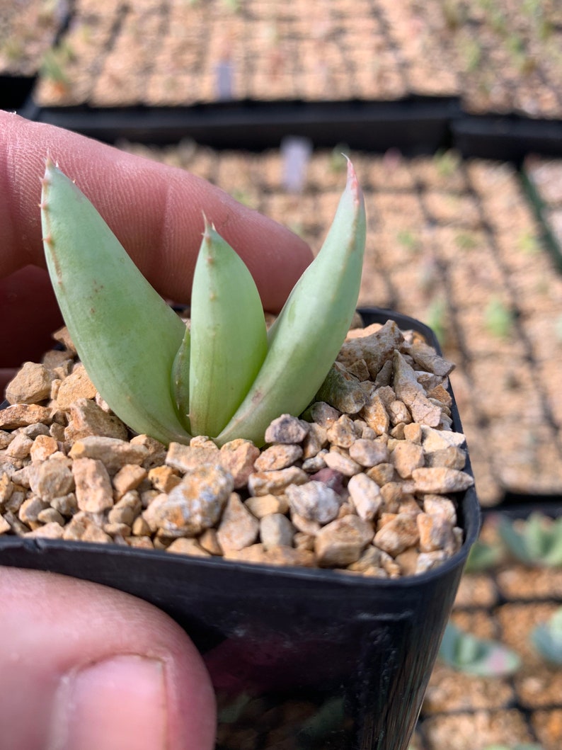 Aloe ortholopha / 2.5 pot seedling image 1