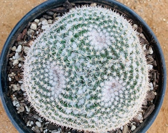 Mammillaria parkensonii splitting into 3 heads / rare cactus