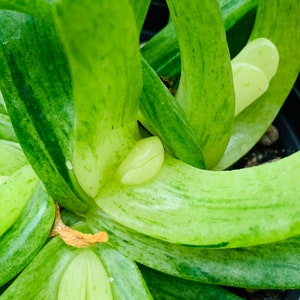 glottiphyllum longum variegated clusters image 1