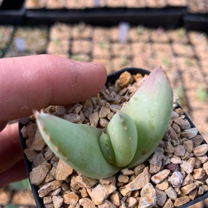 Aloe ortholopha / 2.5 pot seedling image 2