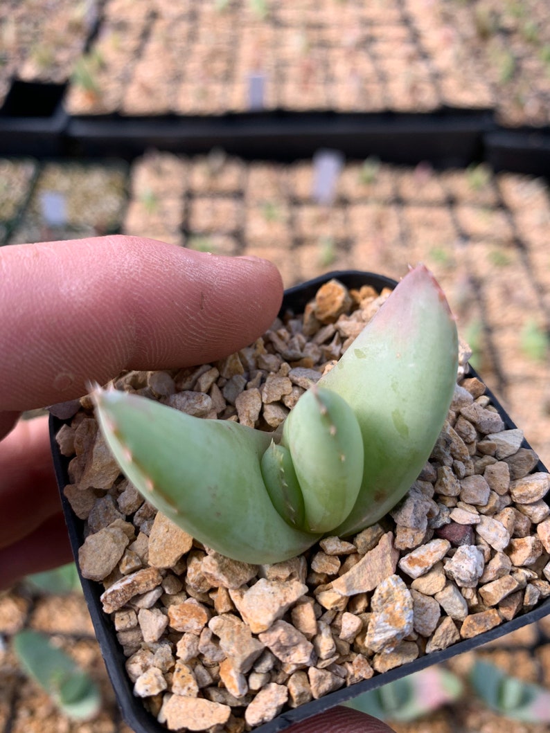 Aloe ortholopha / 2.5 pot seedling image 2