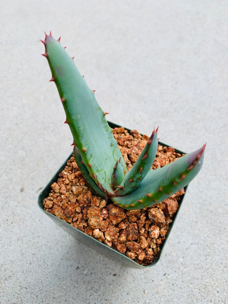 Aloe excelsa Yellow Flower / 4 pot / Uber rare image 6