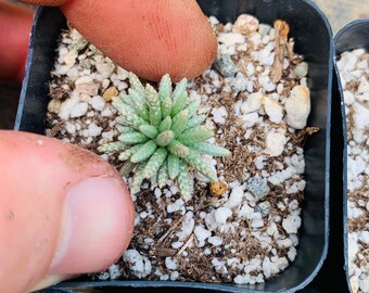 Avonia quinaria ‘Pink Flower’ seedlings