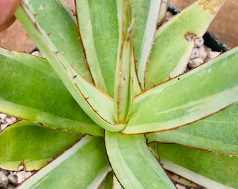 Variegated Agave impressa /6” pot -rare