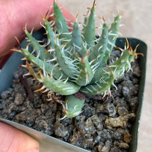 Aloe erinacea /RARE!!!/ 4” pot