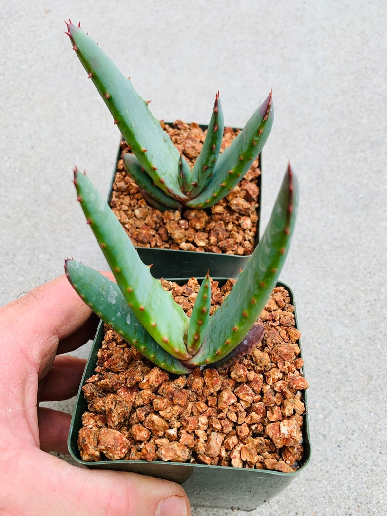 Aloe excelsa Yellow Flower / 4 pot / Uber rare image 4