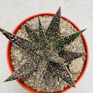 Aloe ‘Tarantula’ Gasteraloe hybrid