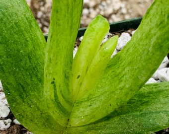 Glottiphylum longum variegated - single heads - super rare