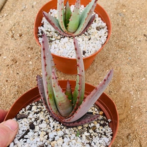 Aloe peglerae image 7