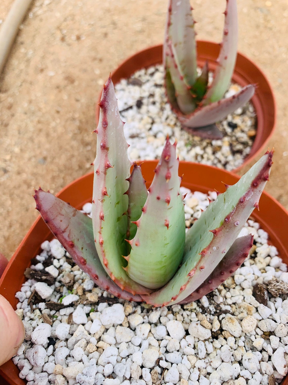 Aloe Peglerae - Etsy